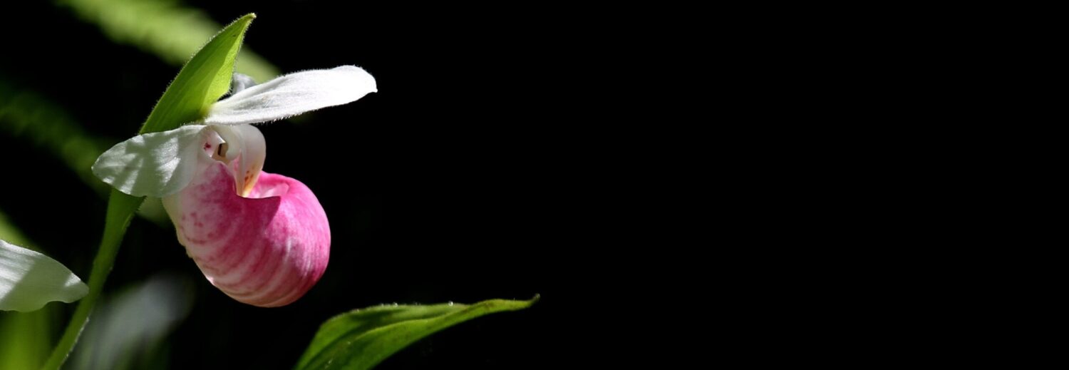 Jagg photography 